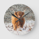 Search for coo coo clocks Scotland