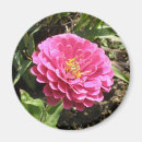 Recherche de zinnia rose magnets Zinnias