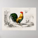 Search for farm posters rooster