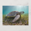 Recherche de turtle cartes postales Beach