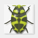 Search for beetle bug magnets Insect