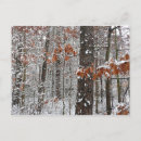 Search for oak tree postcards Landscape