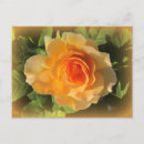Recherche de abricot cartes postales Floral