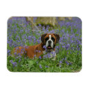 Recherche de jacinthes magnets Chien