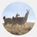 Search for andes mountains stickers Llama