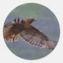 Search for golden bird stickers Wildlife