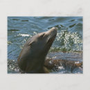 Recherche de otaries cartes postales Lion