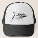 Search for prayed hats Insect