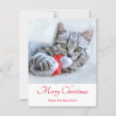 Search for tabby cat christmas cards Animal