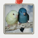 Search for parakeet ornaments Animal