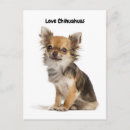 Search for breed vertical postcards Cute