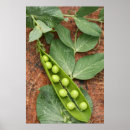 Recherche de pod posters Pois