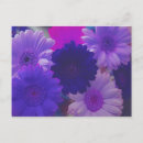 Recherche de pourpre de gerber Marguerite