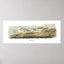 Search for plover posters Nature