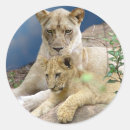 Search for lion picture stickers Nature