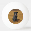 Search for pet dog ping pong balls Labrador retriever