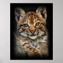 Search for lynx posters Cat