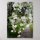 Recherche de fleurs de cerisier blanches posters Photographie