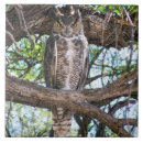 Recherche de hiboux carreaux Oiseau