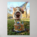 Recherche de porcelet posters Anniversaire