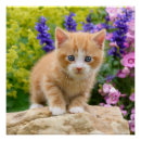 Recherche de cute kitten posters Funny