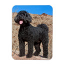 Search for labradoodle magnets California
