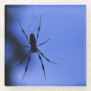 Recherche de araignée dessous de verres Effrayant