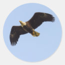 Search for eagle wings stickers Bird