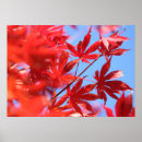 Search for red maple posters Leaves