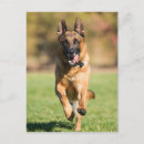 Recherche de marché allemand cartes postales Animal