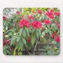 Recherche de rhododendron tapis souris Floral