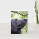 Search for dog walking cards Happy