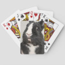 Search for white rabbit playing cards Cute