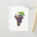 Search for fruit painting postcards Watercolor