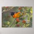 Search for oriole posters Wildlife
