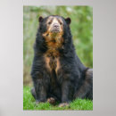 Recherche de andin Ours andin