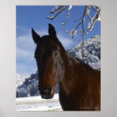 Recherche de tête de cheval posters Nature