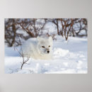 Search for arctic fox posters Canada