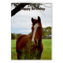 Search for chestnut horse cards Animal