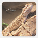 Search for pet reptile stickers Gecko