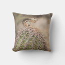 Search for desert squirrel Superstock