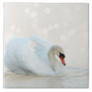 Recherche de cygnes carreaux Oiseau