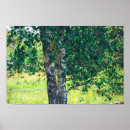 Search for birch leaf posters Leaves