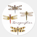 Recherche de ailes de libellule autocollants Nature