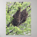 Search for swarming Nature