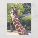 Search for ungulate postcards Animal