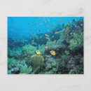 Recherche de poissons tropicaux cartes postales Corail
