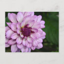 Recherche de fleur de dahlia cartes postales Fleurs