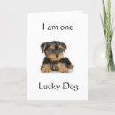 Search for yorkie birthday cards Terrier