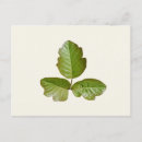 Recherche de lierre cartes postales Vert